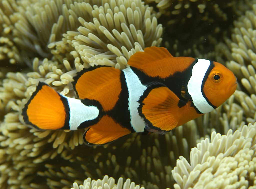 Nemo endangered