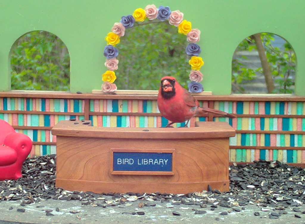 podglądanie ptaków live