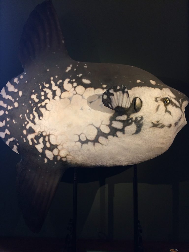 Kompozycja „Martwa natura” Antoniny Nowackiej