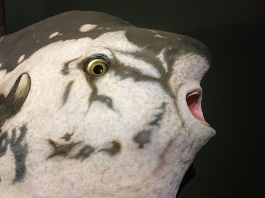 „Martwa natura” Antoniny Nowackiej