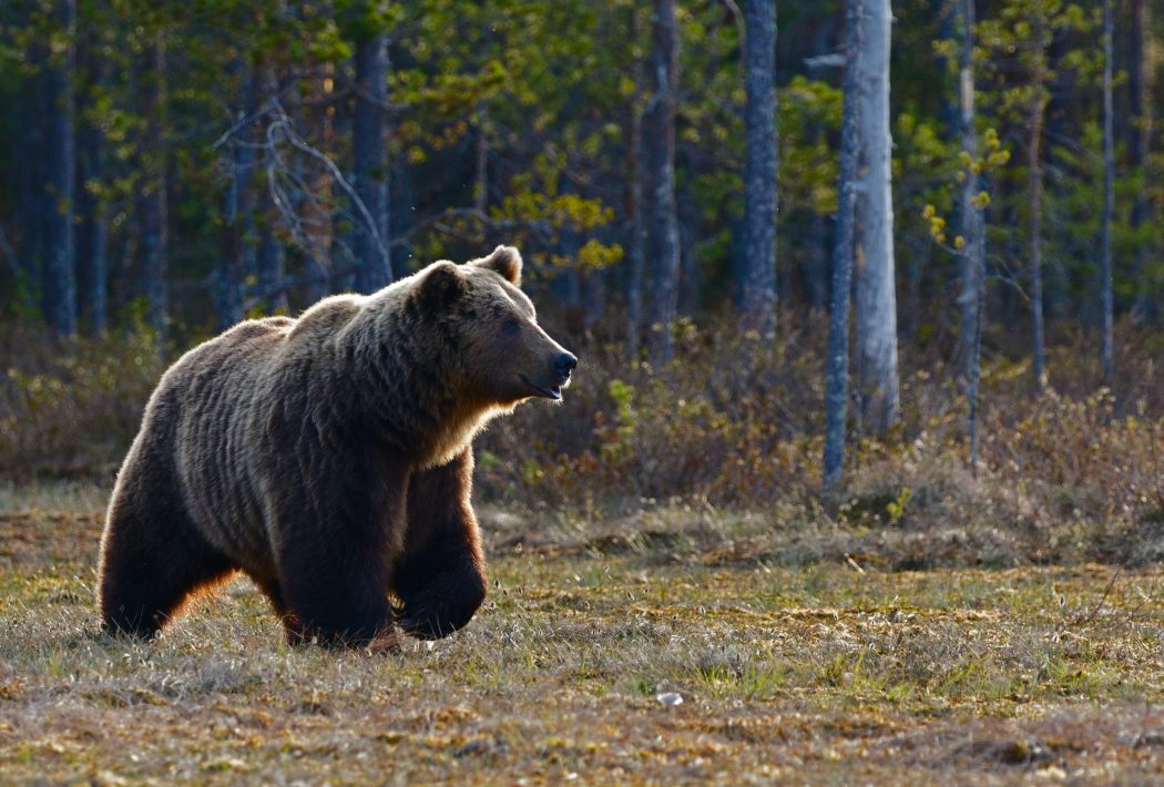 grizzly the revenge